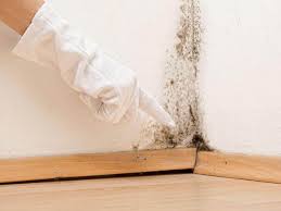 Mount Vernon, NY Mold Remediation Company